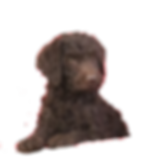 IMG_9603%20(2)_edited.png