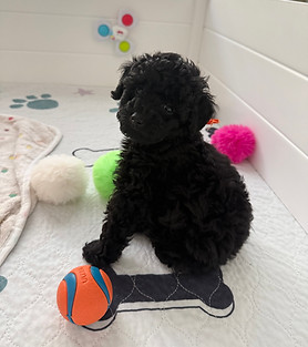 Toy Poodle Mr. Orange Collar