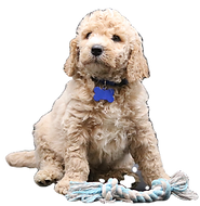 apricot standard poodle puppy