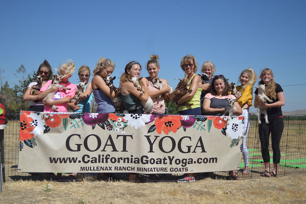 California Goat Yoga