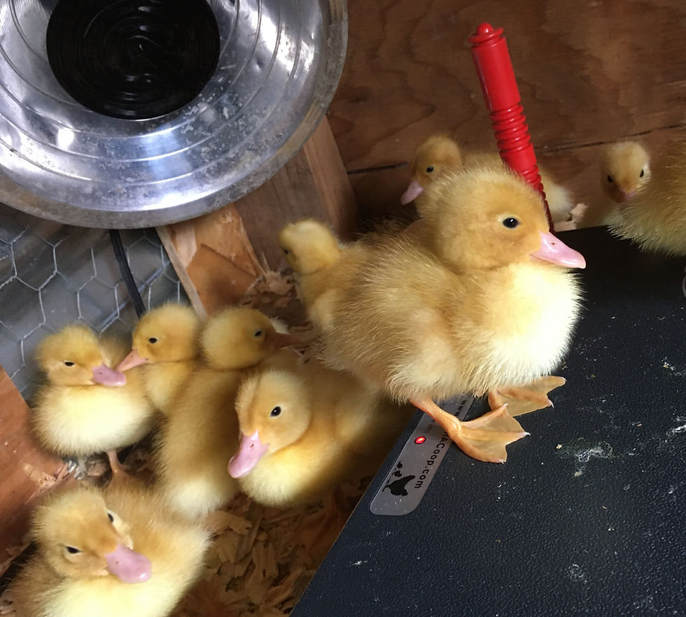 How to Keep Ducklings Happy