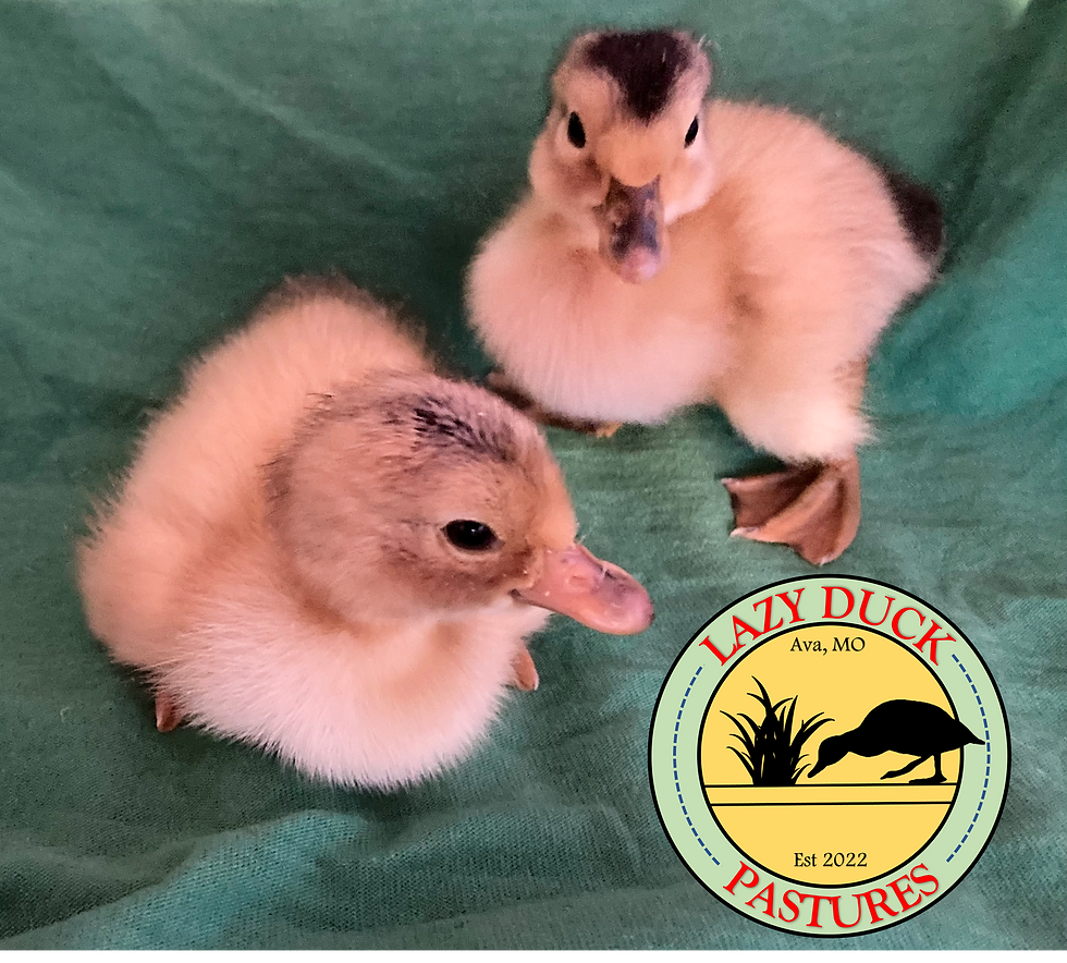 Silver Appleyard Ducklings Lazy Duck Pastures silver-appleyard-ducklings-lazy-duck-pastures
