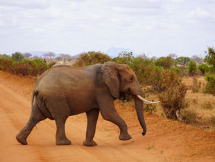 Things To Do in Mombasa, Kenya