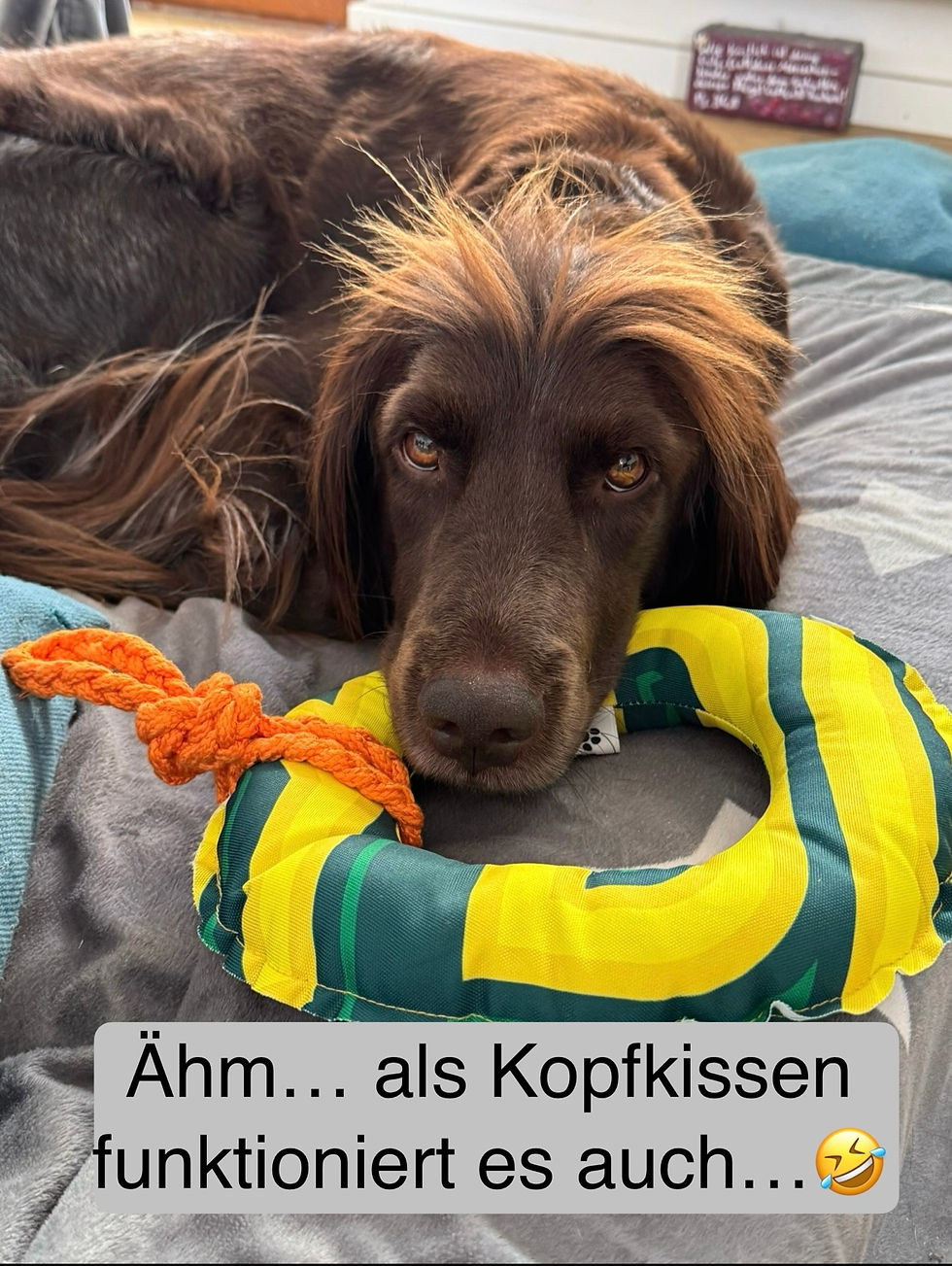 Miniaturbild: Apportierreif groß mit Stickerei
