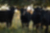Cows at Snake Creek Cattle Company.jpg
