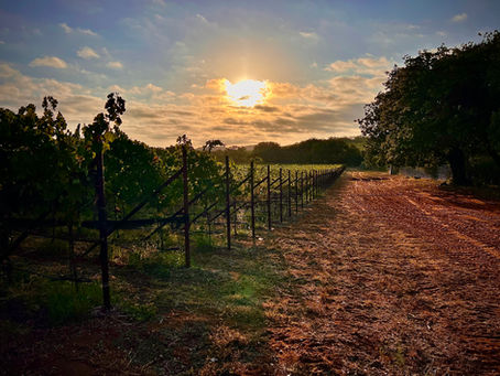 morning on a Texas hill country vineyard near Mason, TX
