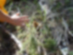 DSCN3681