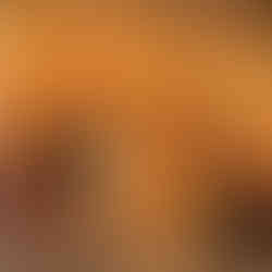 Two female lions out on an early morning hunt