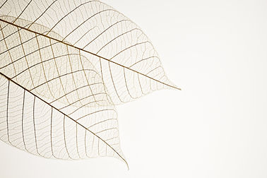 Transparent Leaf Veins_edited.jpg