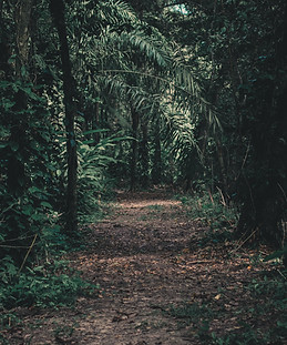 Chemin de la forêt