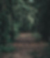 Forest Path