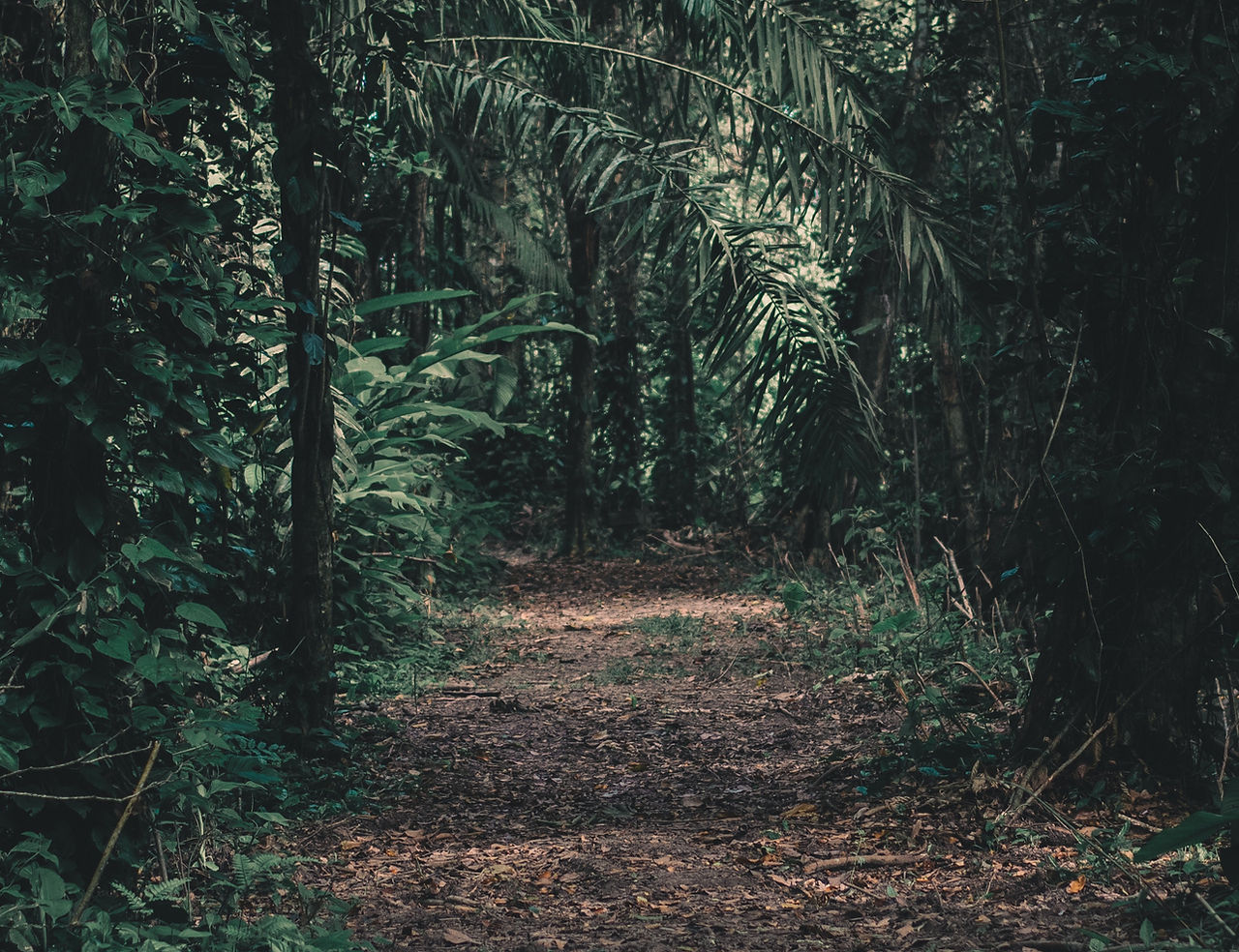 Forest Path