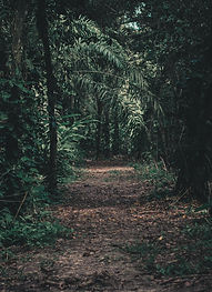 Forest Pathway Scene