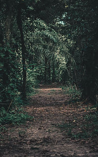 Forest Path