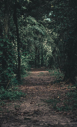 Forest Path