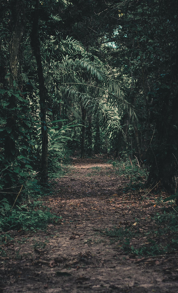 Forest Path