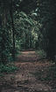 Camino de bosque