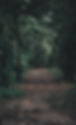 Forest Path