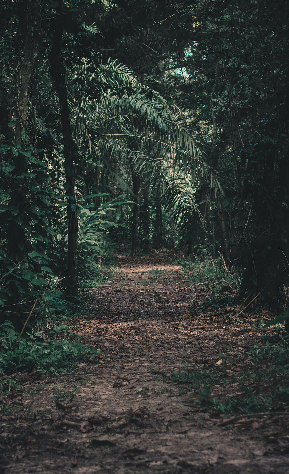 Forest Pathway Scene