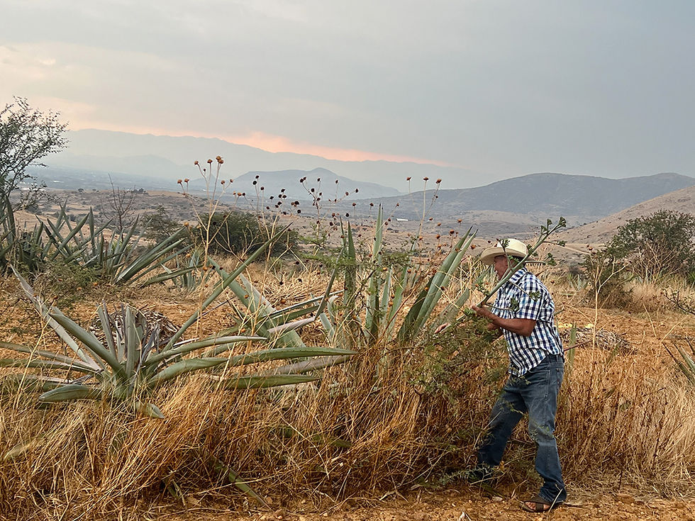 Don Pablo cutting agave.jpg