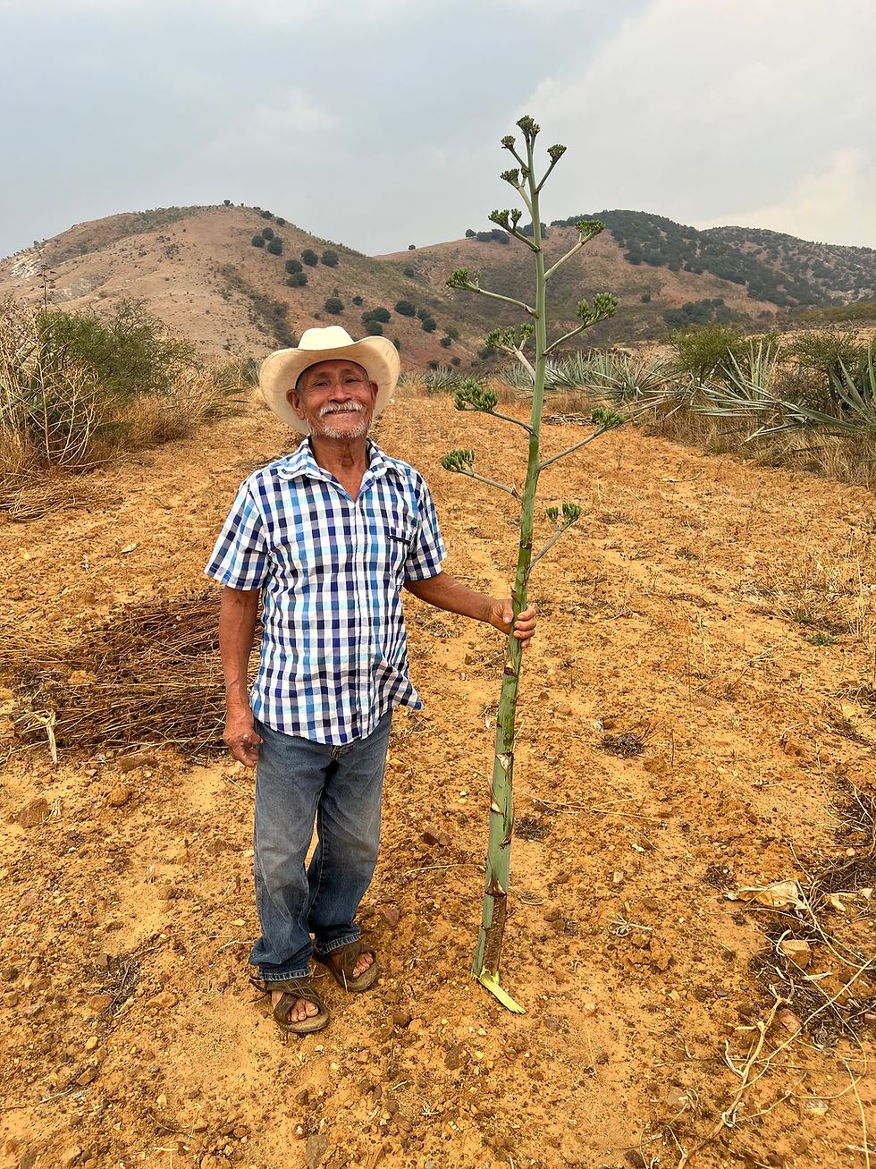 Tio Pablo in the agave fields in Oaxaca