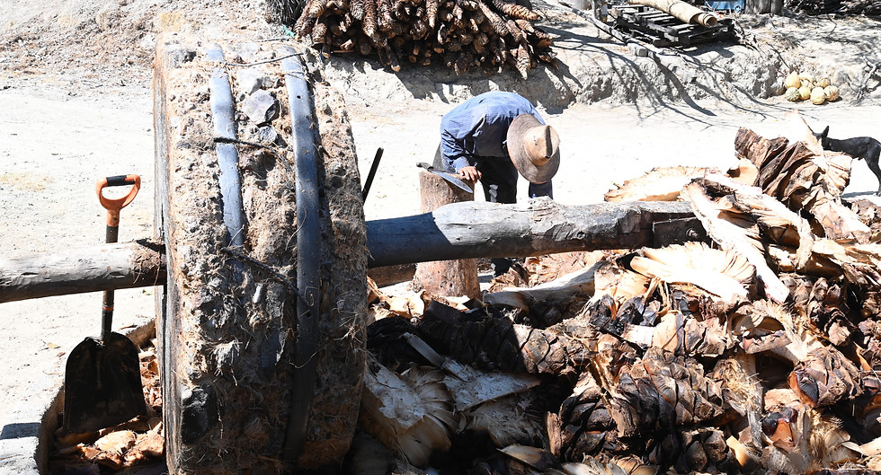 grinding agave for mezcal in Oaxaca