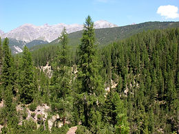English Writing Techniques, AFORREST AND ISPACE