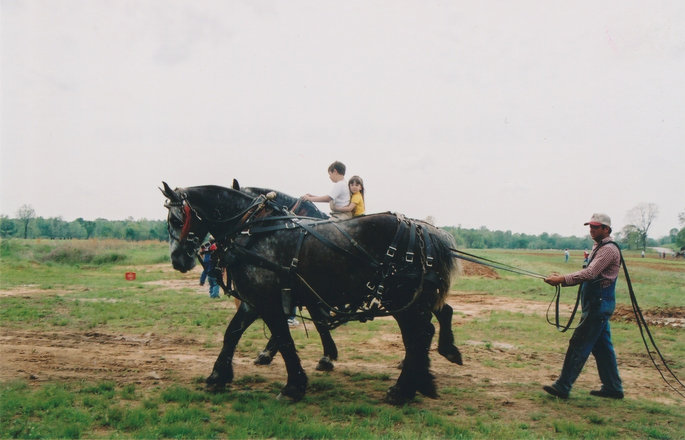work horses kids