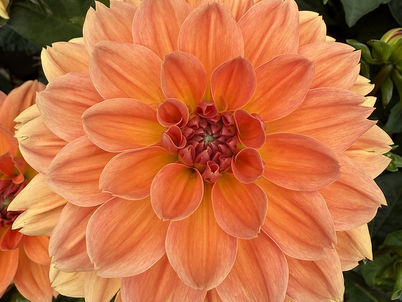An orange dahlia in full bloom, surrounded by other dahlias and green leaves