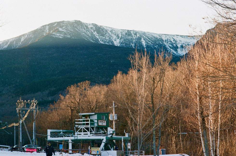 Trees & Mountains