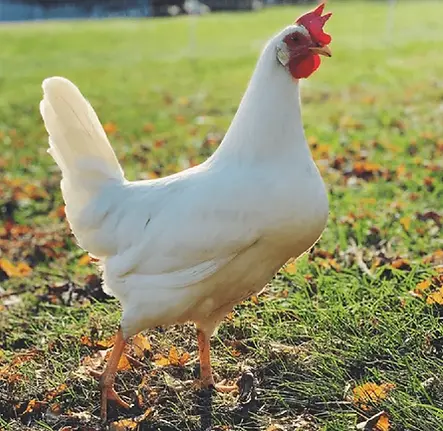 White-Leghorn-Blog-4-1.png.webp