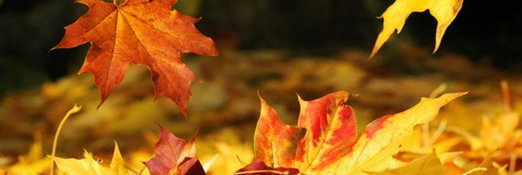 autumn-leaves-1350054645-article-1.jpg