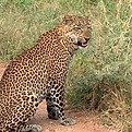 Leopard in Hluhluwe Imfolozi Game Reserve
