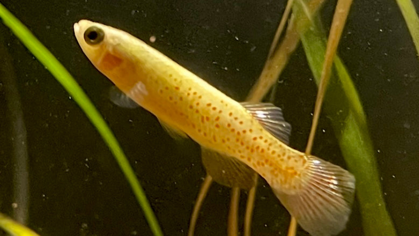 Golden topminnow swimming among aquatic plants