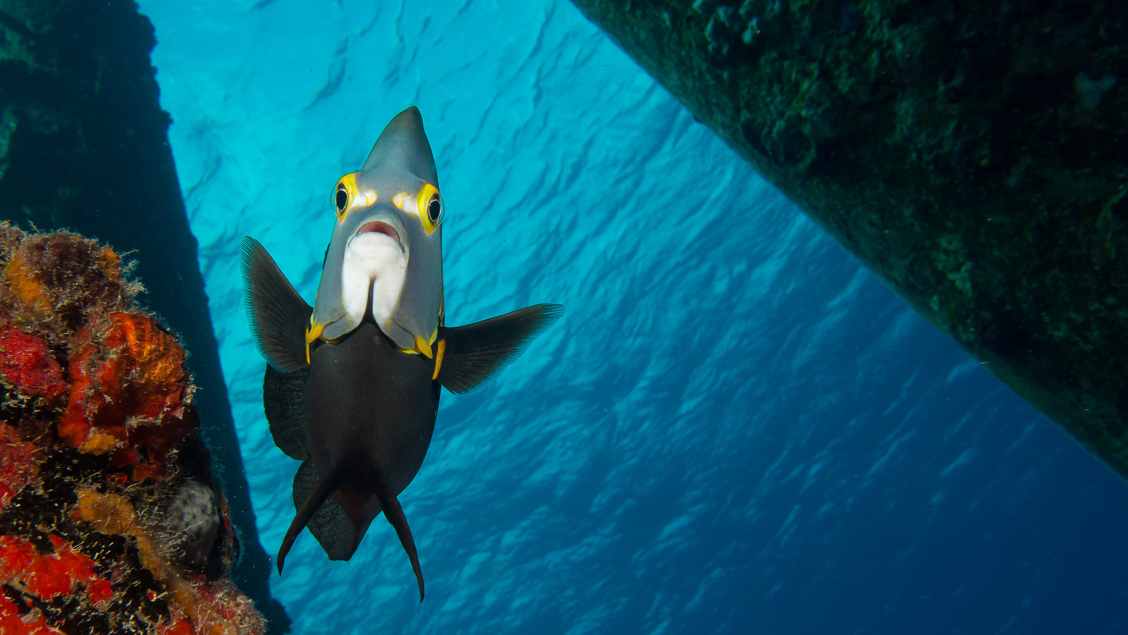 Front view of a French angelfish showing its pale chin and yellow markings around the eyes