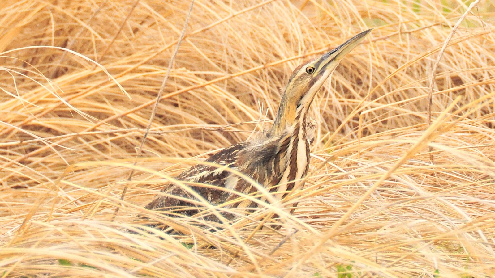 American Bittern in characteristic Florida habitat