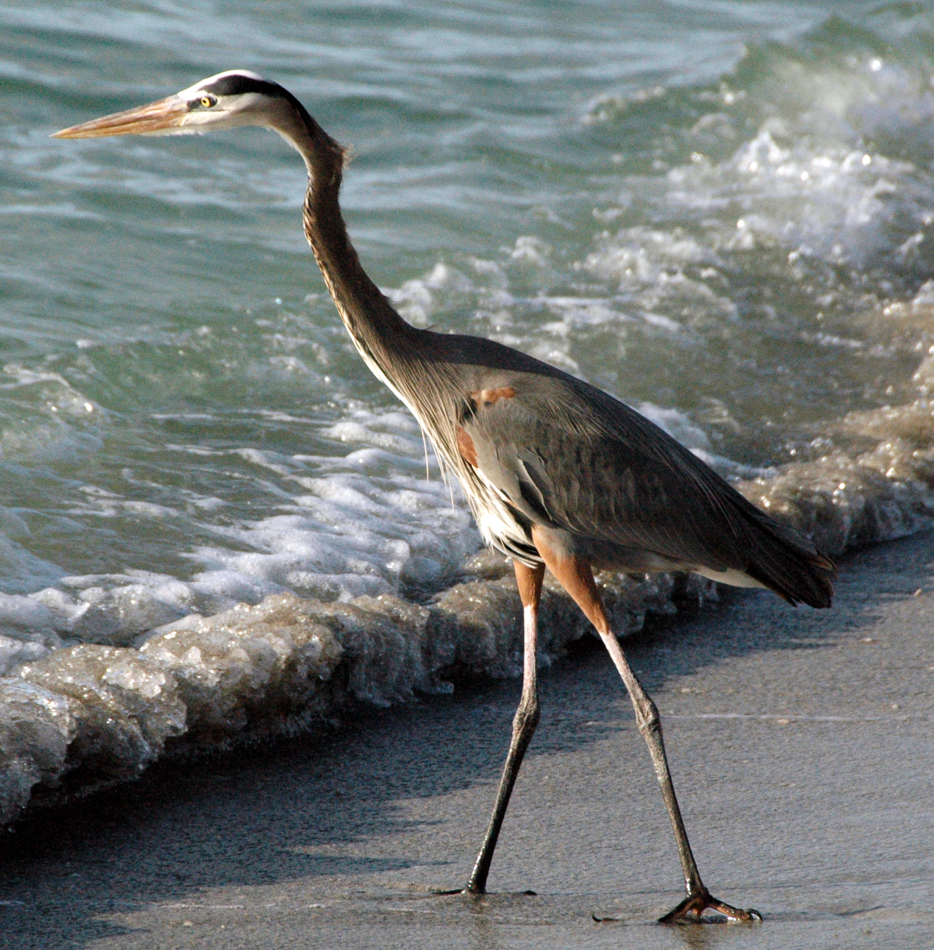 Second view of Great Blue Heron