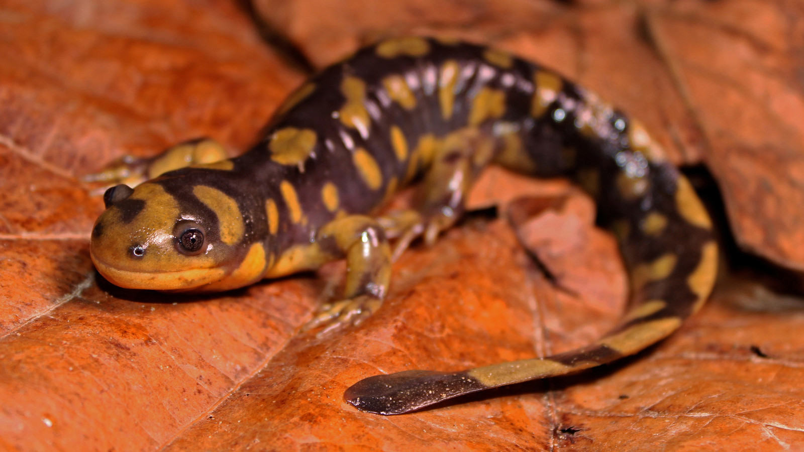 Close view of Eastern Tiger Salamander showing spotted body and broad head