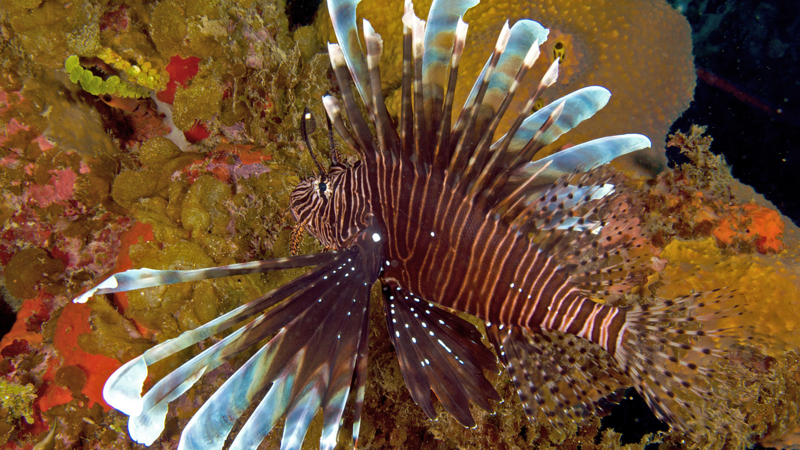 Red lionfish among colorful reef growth, with spread spotted fins and striped body