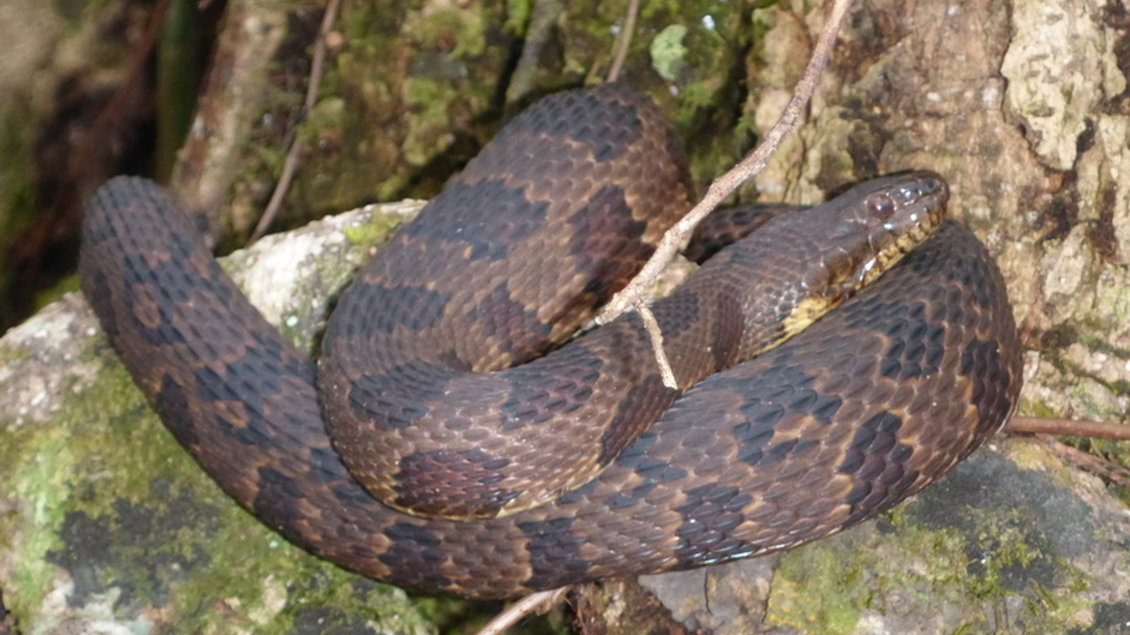 Reptile