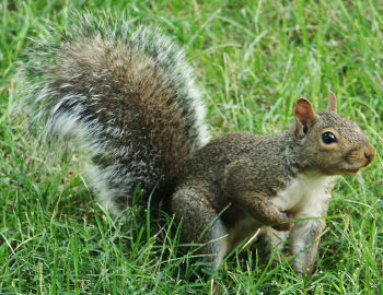 Second view of Eastern Gray Squirrel