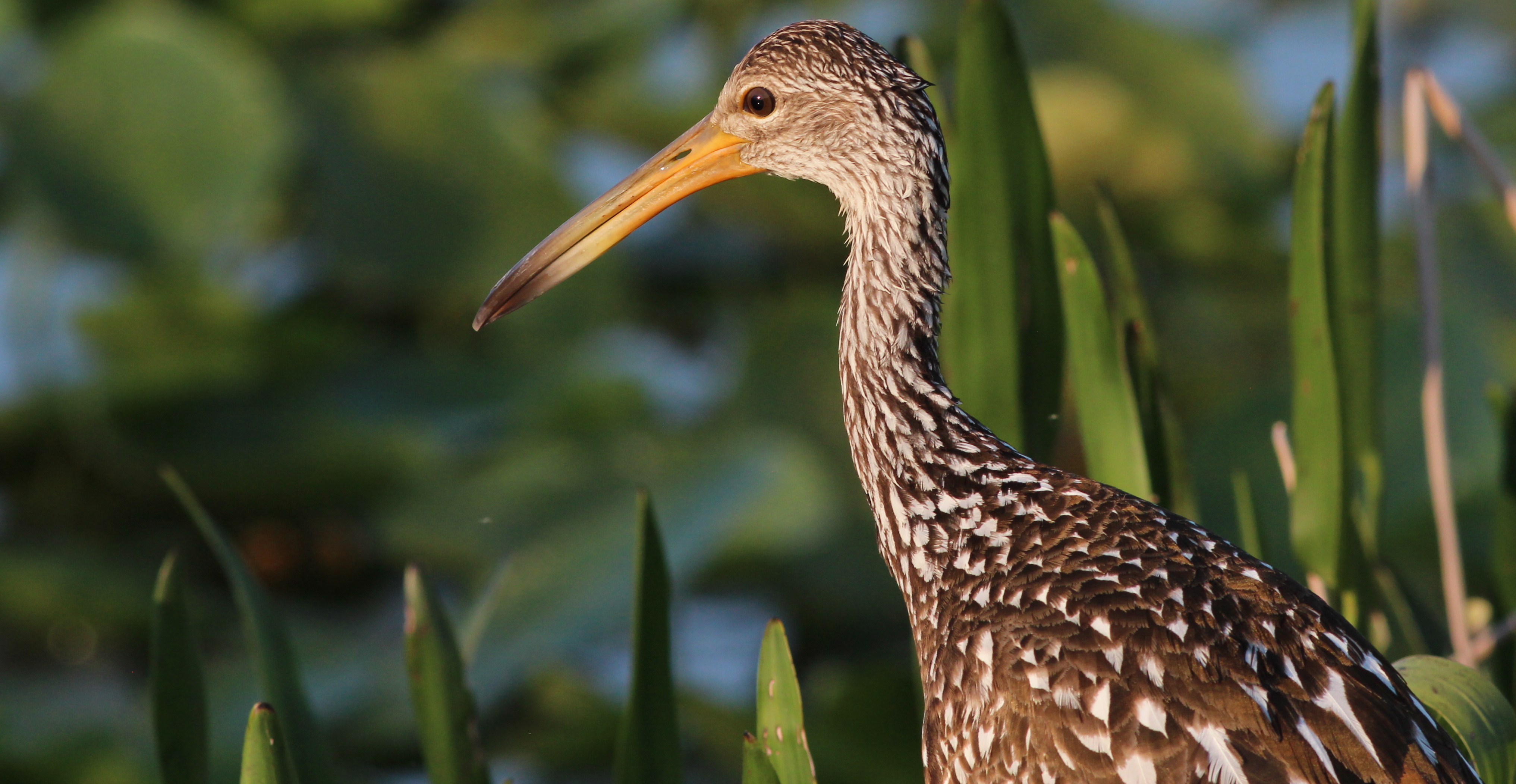 Second view of Limpkin
