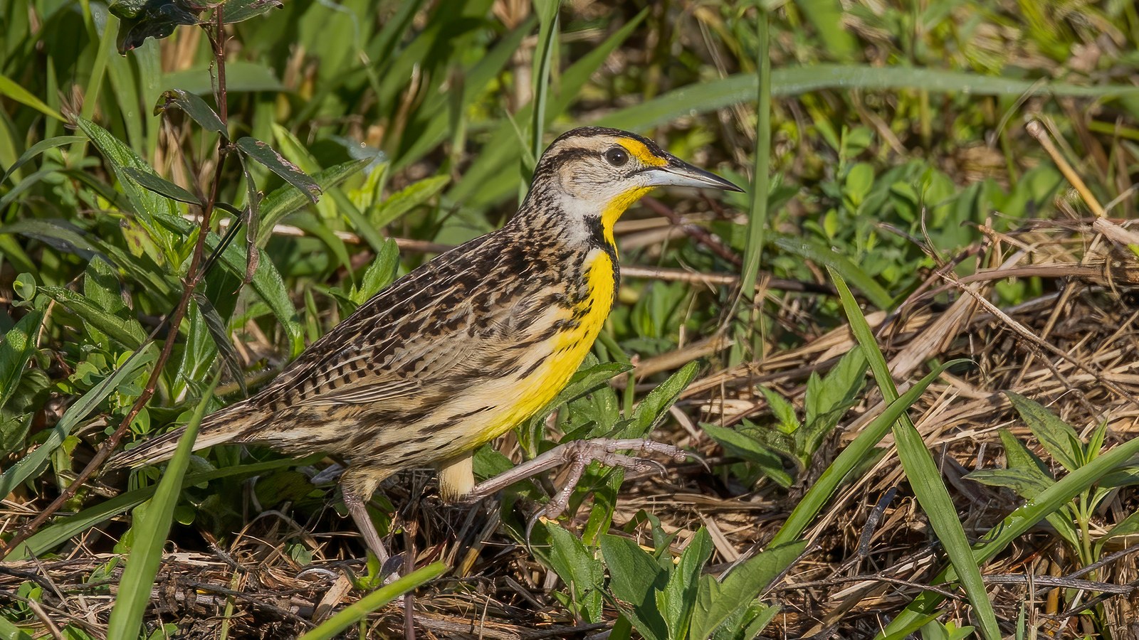 Bird