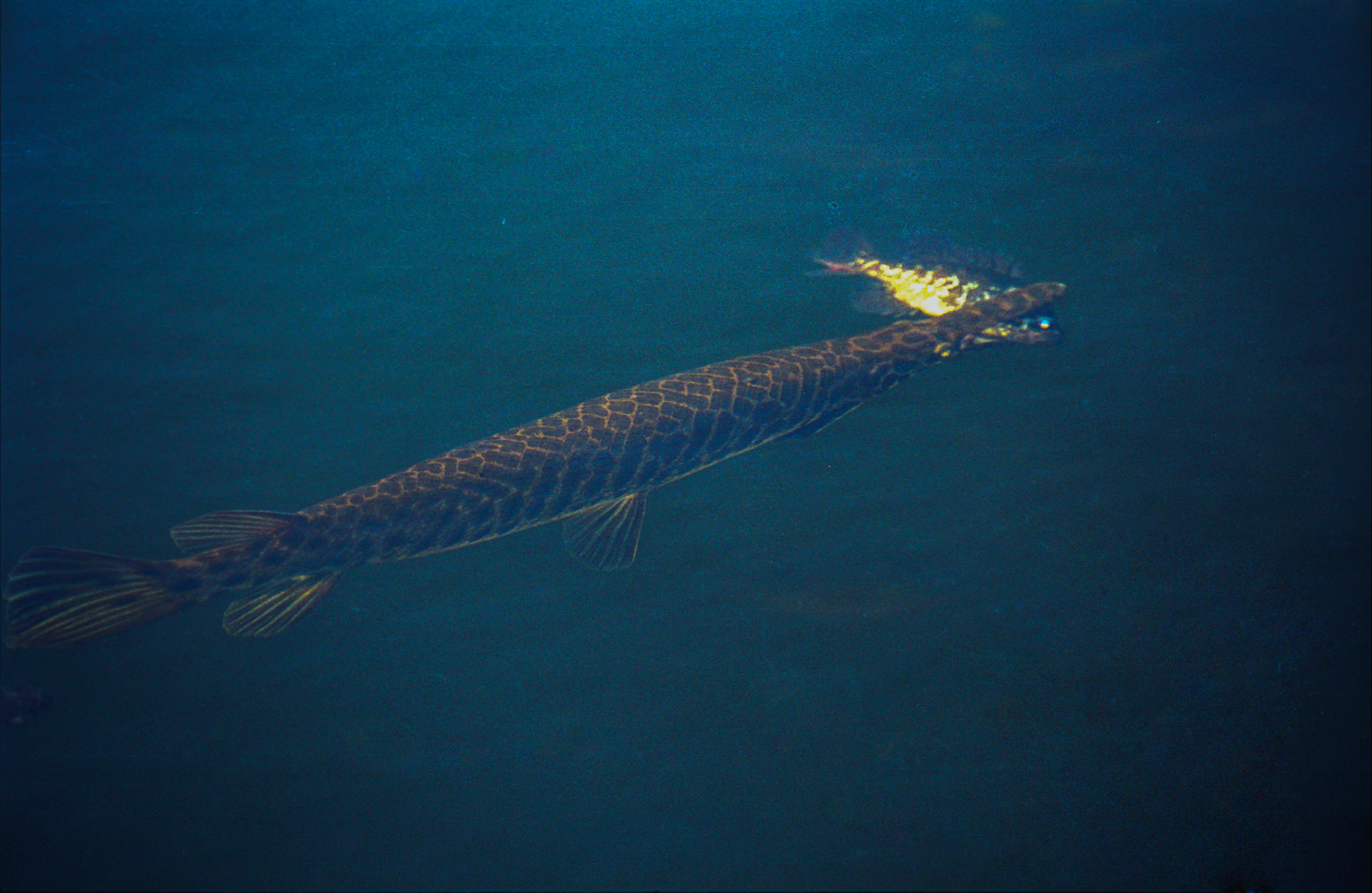 Second view of Florida Gar