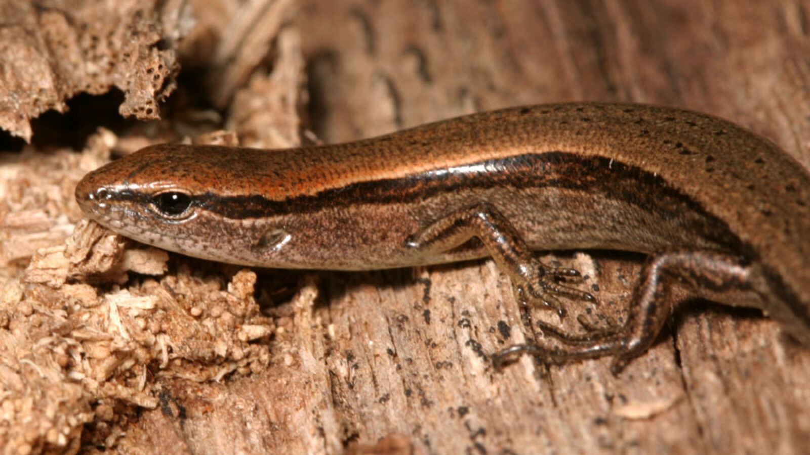 Reptile