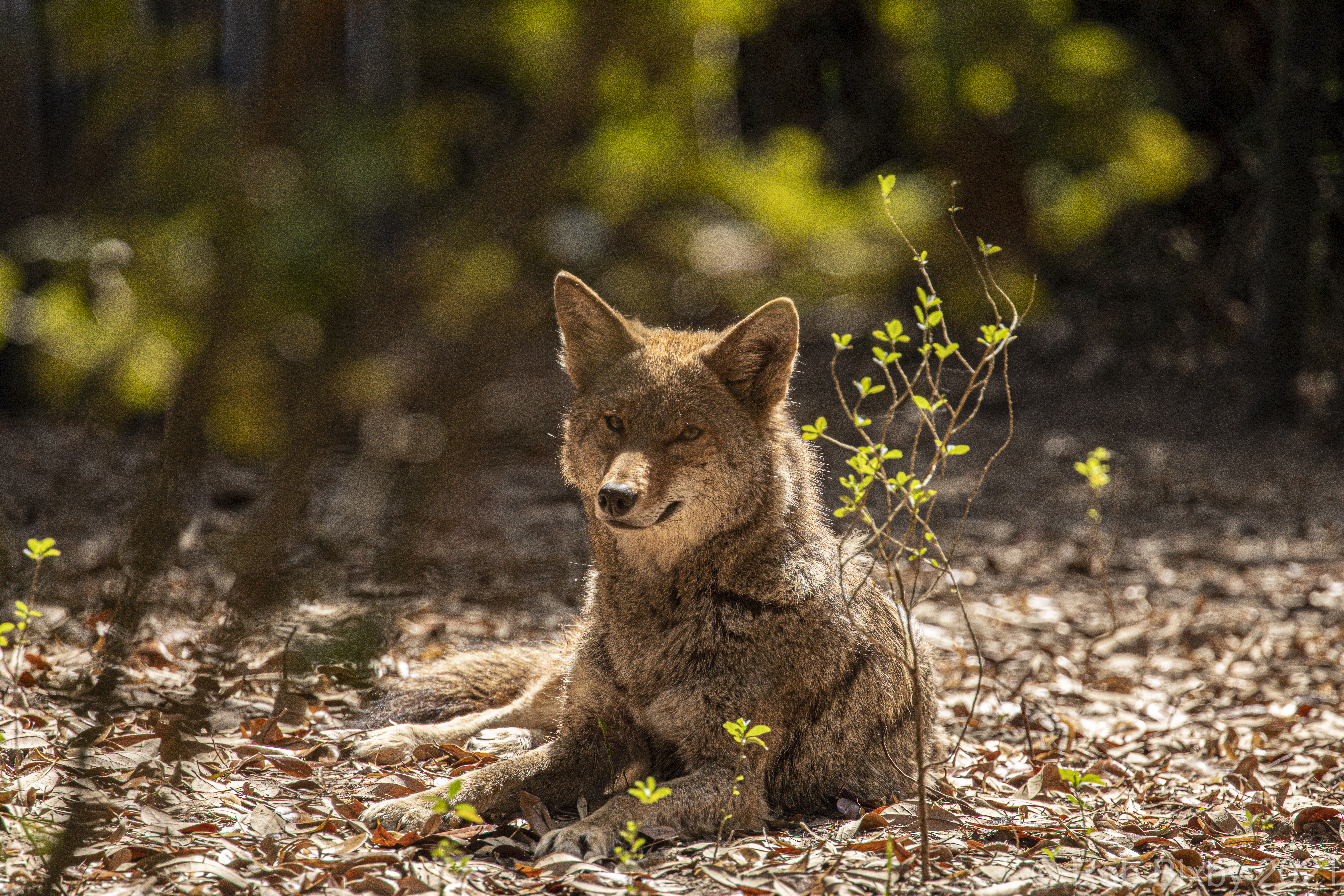 Second view of Coyote