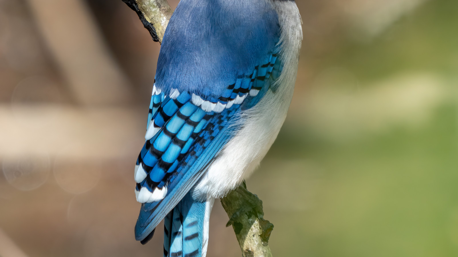 Blue Jay in characteristic Florida habitat