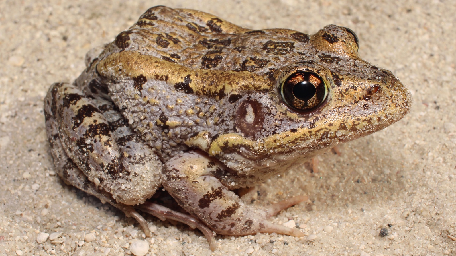 Amphibian