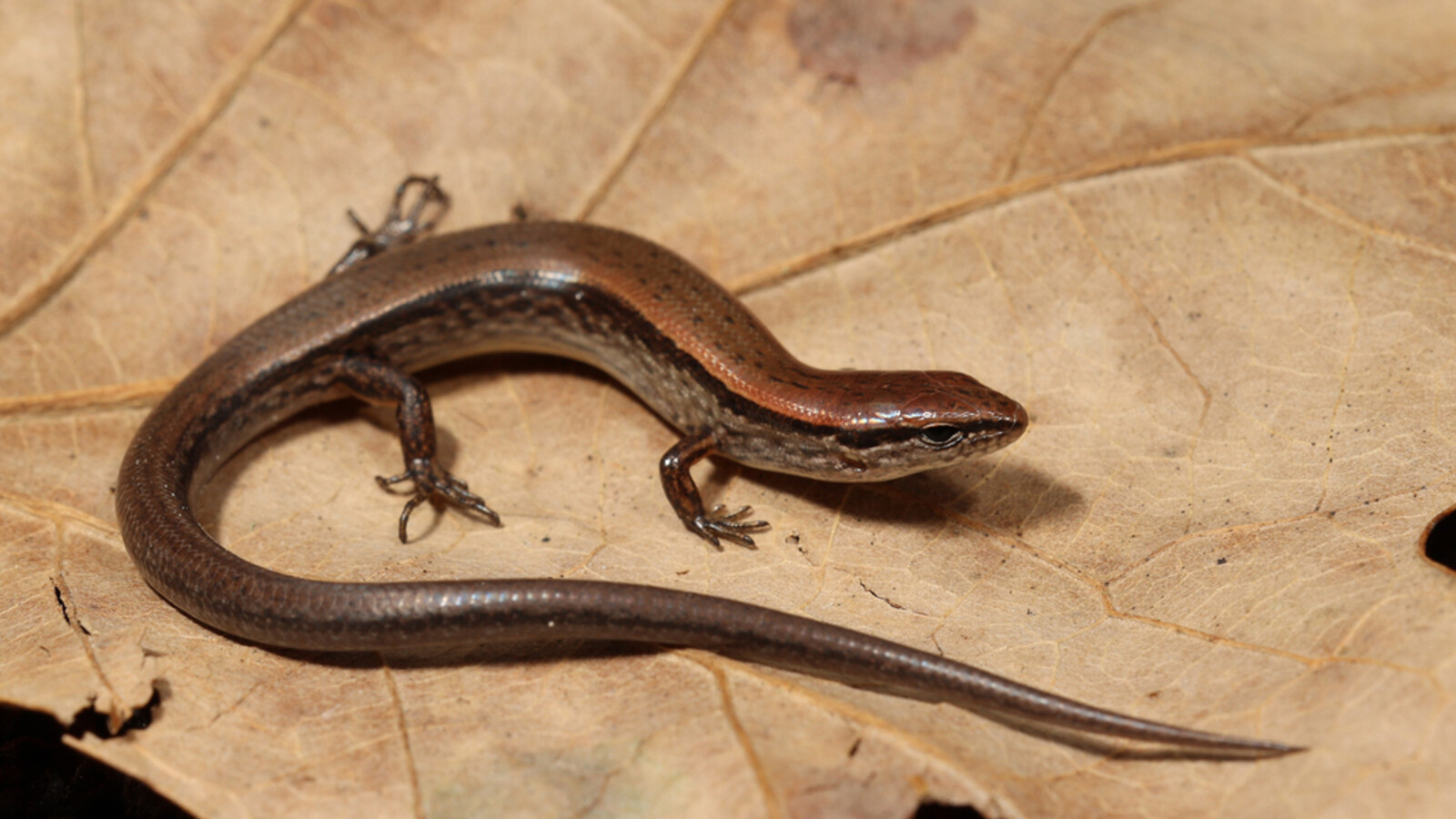 Ground Skink stretched across a dry leaf
