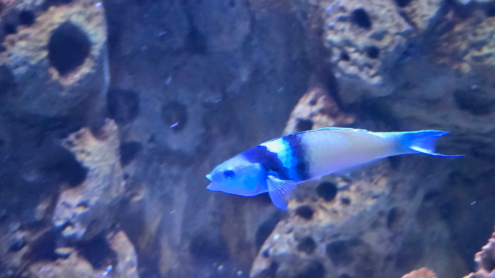 Terminal-phase bluehead wrasse with blue head, black and white bars, and green body